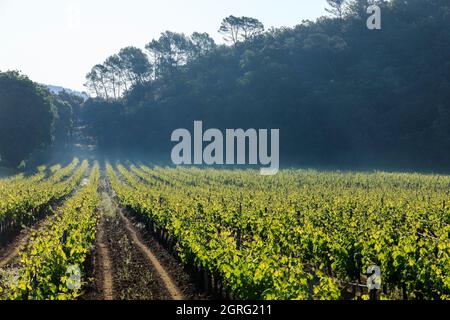 France, Var, le Thoronet, vignobles Banque D'Images