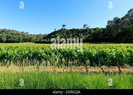 France, Var, le Thoronet, les Fadons, vignoble Banque D'Images