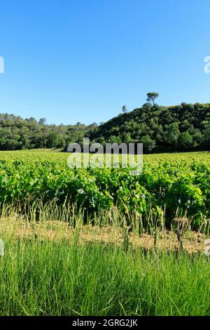 France, Var, le Thoronet, les Fadons, vignoble Banque D'Images