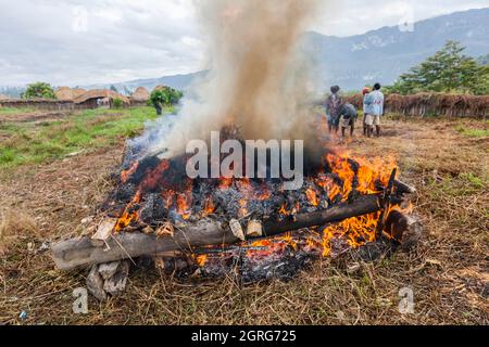 Indonésie, Papouasie, ville de Wamena, membres de la tribu Dani, exécute la cuisine traditionnelle des patates douces dans un four de terre, avec des pierres chauffées par le feu de bois et enveloppées dans des feuilles de plantes. Festival culturel de Baliem Valley, chaque année en août, les tribus se réunissent pour effectuer des scènes de guerre ancestrales, des défilés et de la danse dans des vêtements traditionnels Banque D'Images