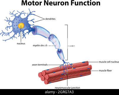 Vecteur de la fonction Neurone du moteur Illustration de Vecteur