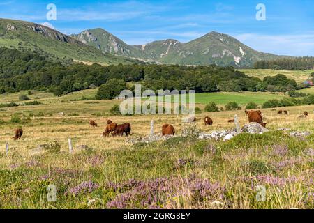 France, Puy de Dôme, Parc naturel régional des Volcans d'Auvergne (parc naturel régional des Volcans d'Auvergne), vaches salers, Vallée de la Fontaine Salée, Réserve naturelle de Chastreix-Sancy, massif des Monts-Dore, Sancy Banque D'Images