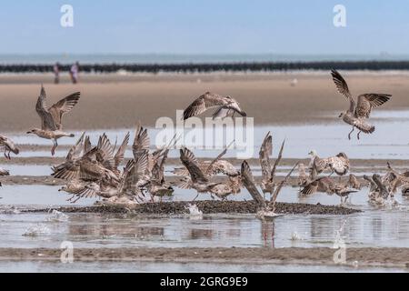 France, somme (80), Baie de somme, Quend-Plage, Mussel les fermiers récoltent des moules de bouchot, les déchets de la prélavage restent sur la plage et les goélands et les mouettes en savourent et viennent jouer leur rôle de nettoyeurs Banque D'Images