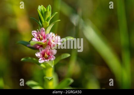 France, somme (80), Baie d'Authie, fort-Mahon, Lysimachia maritima, Glas maritima sur le préchorre. Banque D'Images