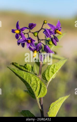 France, somme (80), baie d'Authie, fort-Mahon, flore de la baie de somme et de la côte Picardie, Solanum dulcamara Banque D'Images