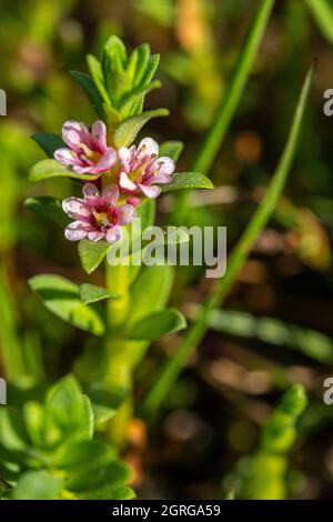 France, somme (80), Baie d'Authie, fort-Mahon, Lysimachia maritima, Glas maritima sur le préchorre. Banque D'Images