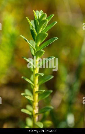 France, somme (80), Baie d'Authie, fort-Mahon, Lysimachia maritima, Glas maritima sur le préchorre. Banque D'Images