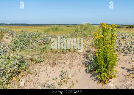 France, somme (80), Baie d'Authie, fort-Mahon, flore de la Baie de somme et de la côte Picardie, Senecio vulgaris) Banque D'Images