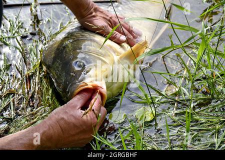 France, Doubs, pêche, carpe à écailles, étang, poisson, crochet Banque D'Images