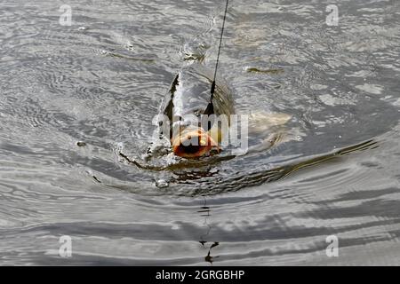 France, Doubs, pêche, carpe à écailles, étang, poisson, crochet Banque D'Images