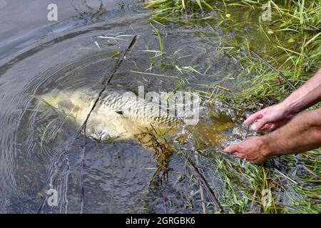 France, Doubs, pêche, carpe, étang, poisson Banque D'Images