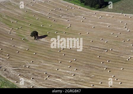France, Doubs, balles de paille, agriculture, arbre isolé, vue aérienne, été Banque D'Images