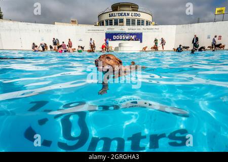 Saltdean, 25 septembre 2021 : la séance annuelle de natation de fin de saison au Saltdean Lido était, comme toujours, un événement de liquidation. Banque D'Images