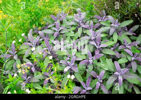 Sauge officinale pourpre - SALVIA officinalis 'purpurea' - Fleurir son  jardin