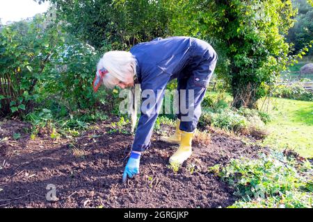 Femme âgée creusant du sol à l'automne septembre jardin jardinage retirer d'anciennes plantes vivaces pour planter de nouvelles plantes vivaces pays de Galles Royaume-Uni KATHY DEWITT Banque D'Images