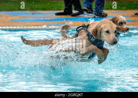 Saltdean, 25 septembre 2021 : la séance annuelle de natation de fin de saison au Saltdean Lido était, comme toujours, un événement de liquidation. Banque D'Images