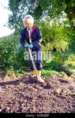 Femme âgée creusant du sol à l'automne septembre jardin jardinage retirer d'anciennes plantes vivaces pour planter de nouvelles plantes vivaces pays de Galles Royaume-Uni KATHY DEWITT Banque D'Images