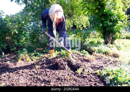 Femme âgée creusant du sol à l'automne septembre jardin jardinage retirer d'anciennes plantes vivaces pour planter de nouvelles plantes vivaces pays de Galles Royaume-Uni KATHY DEWITT Banque D'Images