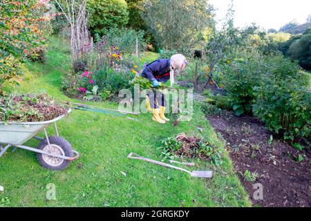 Femme âgée creusant du sol à l'automne septembre jardin jardinage retirer d'anciennes plantes vivaces pour planter de nouvelles plantes vivaces pays de Galles Royaume-Uni KATHY DEWITT Banque D'Images