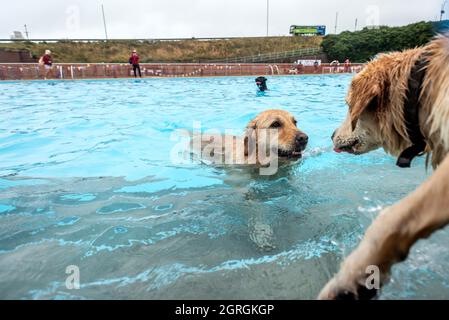 Saltdean, 25 septembre 2021 : la séance annuelle de natation de fin de saison au Saltdean Lido était, comme toujours, un événement de liquidation. Banque D'Images