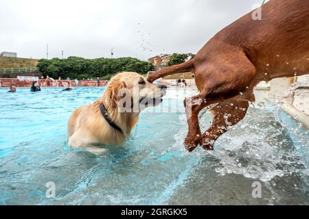 Saltdean, 25 septembre 2021 : la séance annuelle de natation de fin de saison au Saltdean Lido était, comme toujours, un événement de liquidation. Banque D'Images