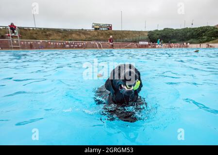 Saltdean, 25 septembre 2021 : la séance annuelle de natation de fin de saison au Saltdean Lido était, comme toujours, un événement de liquidation. Banque D'Images