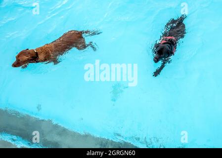 Saltdean, 25 septembre 2021 : la séance annuelle de natation de fin de saison au Saltdean Lido était, comme toujours, un événement de liquidation. Banque D'Images