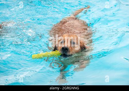 Saltdean, 25 septembre 2021 : la séance annuelle de natation de fin de saison au Saltdean Lido était, comme toujours, un événement de liquidation. Banque D'Images