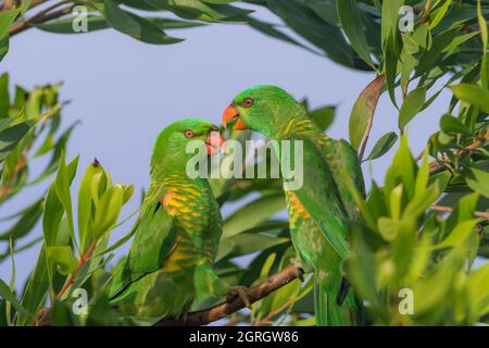 Deux Lorikeets (Trichoglossus chlorolépidotus) à la poitrine squameuse.Bogangar, Nouvelle-Galles du Sud, Australie. Banque D'Images