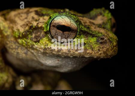 Gros plan d'une grenouille d'arbre à yeux verts (Litoria serrata) placée sur un fond noir. Banque D'Images