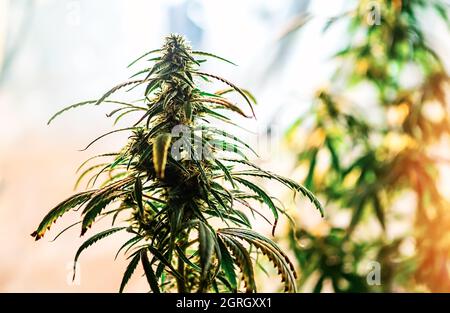 Plantes de marijuana à usage médical pour adultes avec boutons de fleurs et feuilles dans la salle de culture Banque D'Images