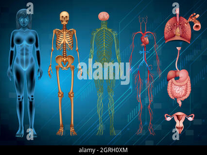 Systèmes du corps humain Illustration de Vecteur