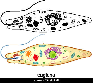 Euglena en couleur et en toile de fond blanche Illustration de Vecteur