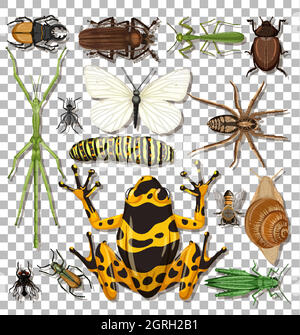 Ensemble d'insectes différents sur fond transparent Illustration de Vecteur