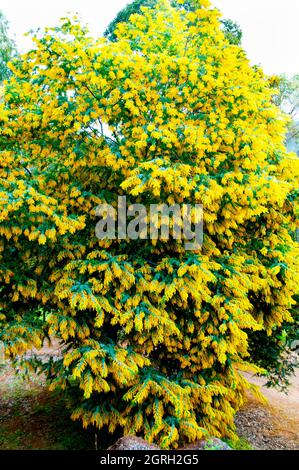 Acacia dealbata Floraison Plant - Australie Banque D'Images