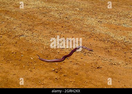 King Brown Snake - Australie Banque D'Images