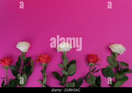 roses rouges et blanches décorant un fond rose, détail des pétales, tiges et feuilles, design floral, beauté de la nature en studio, valentin Banque D'Images