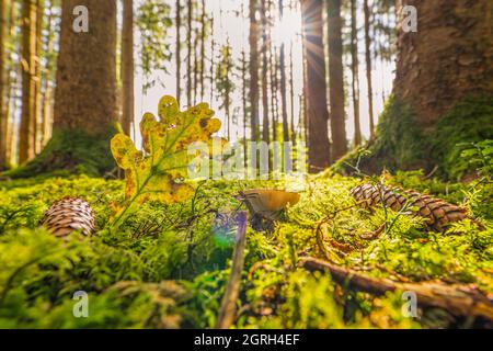 Le soleil tombe dans une forêt d'automne avec un coeur en forme de congé et un champignon en croissance comme concept pour la merveilleuse saison d'automne colorée. Banque D'Images