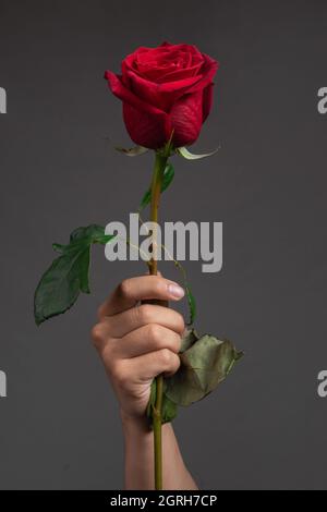 main d'une personne tenant une rose rouge avec une longue tige et des feuilles fraîches, en studio avec fond sombre, beauté de la nature et détail des pétales de fleur Banque D'Images