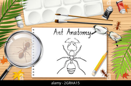 Un dessin de l'anatomie fourrante Illustration de Vecteur