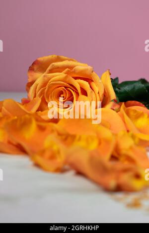 studio tourné avec une rose jaune sur une table en bois, entouré de pétales de fleurs naturelles, fond violet, beauté de la nature en studio, fleuriste Banque D'Images