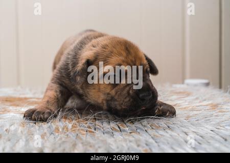 Gros plan du chiot Presa Canario nouveau-né. Banque D'Images