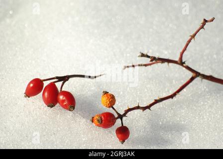 Plante spontanée de rosehip des montagnes Majella, Abruzzes, Italie Banque D'Images