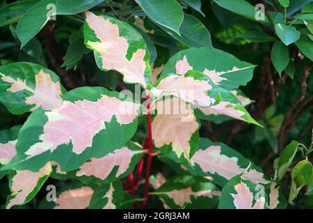 Superbes feuilles de couleur à deux tons de la plante de caricature ou du Graptophyllum Pictum Banque D'Images