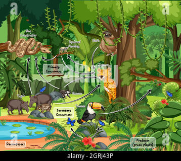 Schéma illustrant la toile alimentaire dans la forêt tropicale Illustration de Vecteur