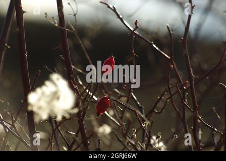 Plante spontanée de rosehip des montagnes Majella, Abruzzes, Italie Banque D'Images