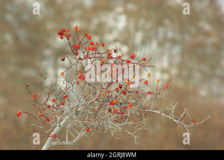 Plante spontanée de rosehip des montagnes Majella, Abruzzes, Italie Banque D'Images