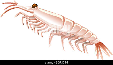 Petites crevettes sur fond blanc Illustration de Vecteur