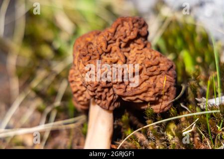 Un portrait détaillé d'un faux morel séché brun, un jour ensoleillé, trouvé dans les bois, placé sur l'herbe boueuse avec des brindilles autour. Banque D'Images