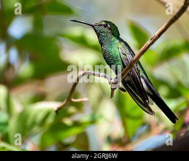 Gros plan d'un colibri d'Émeraude cubain sur une branche d'arbre par une journée ensoleillée Banque D'Images